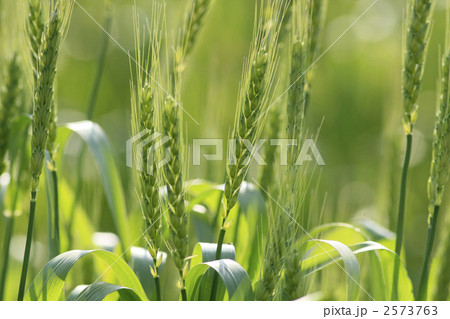 麦 麦 2573763