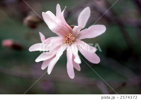 62699 シデコブシ 62699 シデコブシ 2574372