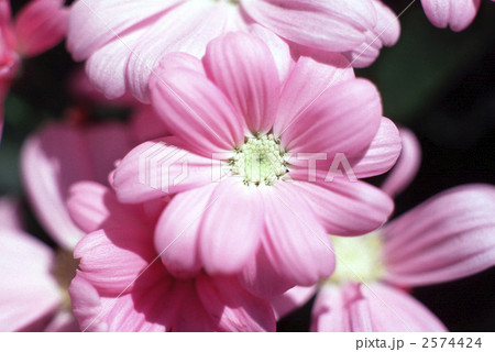 62723 シネラリア 62723 シネラリア 2574424