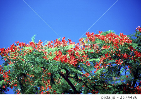 62739　ホウオウボク 2574436