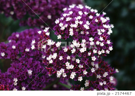 62785　スターチス 2574467