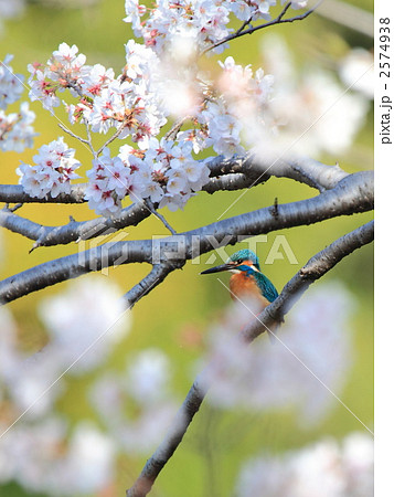 桜　カワセミ 2574938