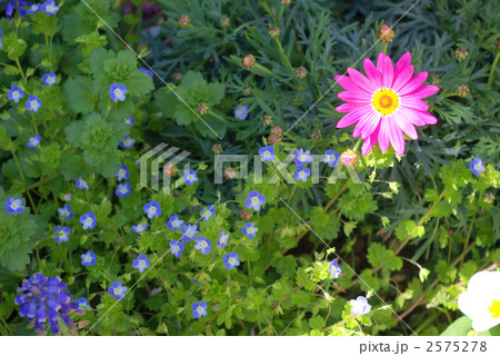 春の花 春の花 2575278