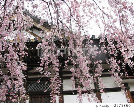 しだれ桜 2575360