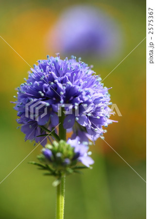 マツムシソウ 2575367