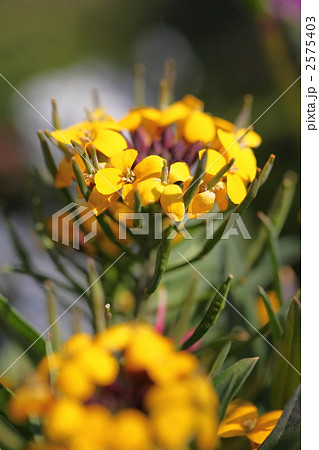 エリシマム 2575403