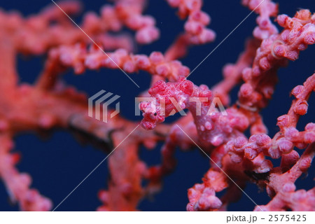 ピグミーシーホース 2575425