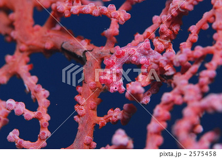 ピグミーシーホース 2575458