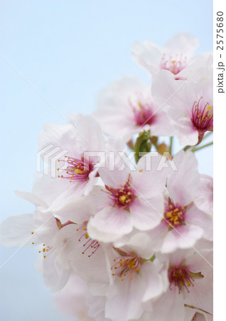 さくら 2575680