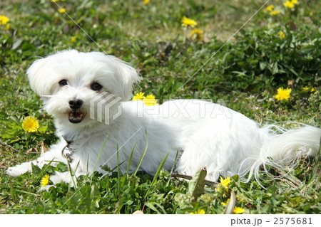 タンポポと犬 2575681