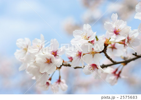 さくら さくら 2575683