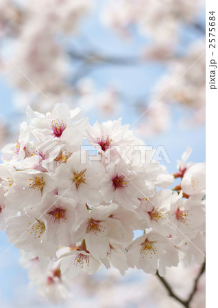 さくら さくら 2575684