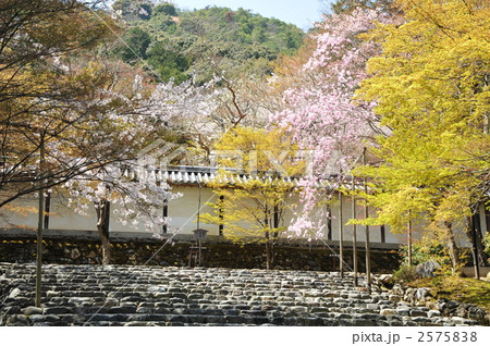京都 二尊院の桜 京都 二尊院の桜 2575838