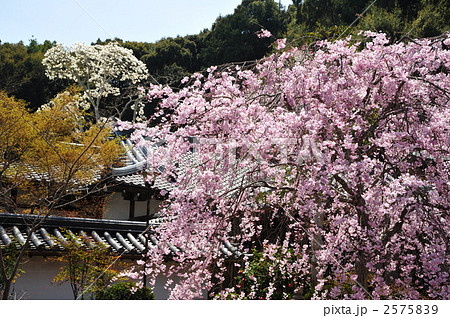 京都　二尊院の枝垂れ桜 2575839
