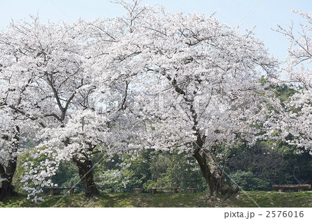 愛媛県新居浜市滝宮公園の桜1 愛媛県新居浜市滝宮公園の桜1 2576016