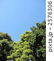緑の木々と青空 2576306