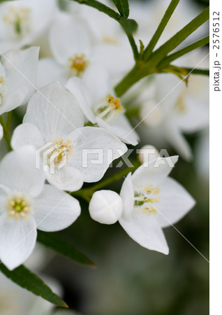 ボロニア 2576512