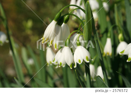 スズランスイセン スズランスイセン 2576572