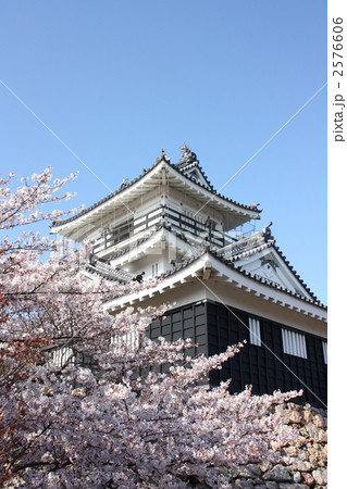 浜松城と桜 2576606