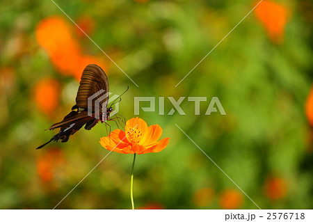 キバナコスモスの蜜を吸うモンキアゲハ 2576718