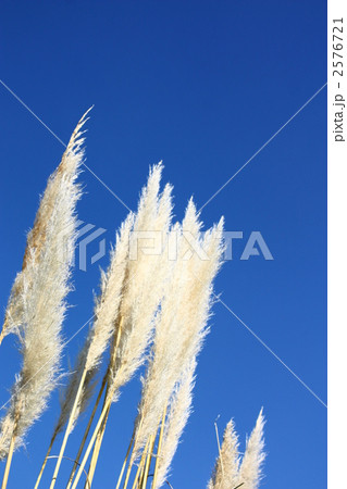 パンパスグラス パンパスグラス 2576721