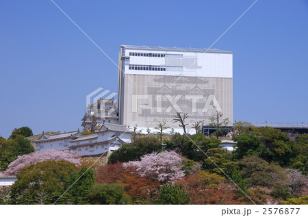 保存修理中の姫路城と桜 2576877