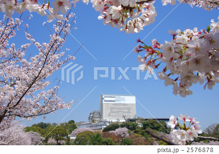 保存修理中の姫路城と桜 2576878