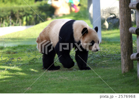 ジャイアントパンダ 2576968