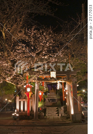 祇園白川宵桜 辰巳大明神 祇園白川宵桜 辰巳大明神 2577033