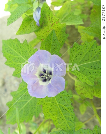 陽を浴びる黒鬼灯 陽を浴びる黒鬼灯 2577137