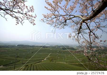 茶畑と桜 茶畑と桜 2577476