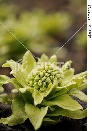 春の使者。縦 2577533