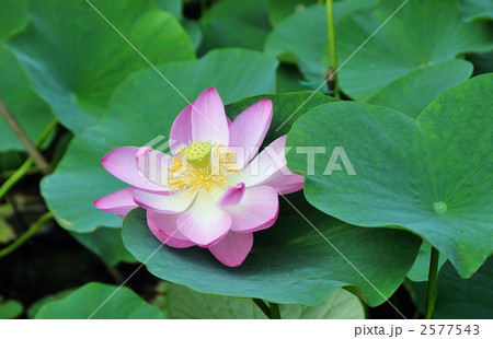 千年ハス 2577543