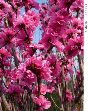 桃の花　「照手桃」　テルテモモ 2577551