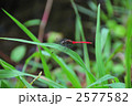赤とんぼ 2577582