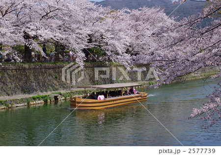 京都・岡崎疎水の桜 2577739