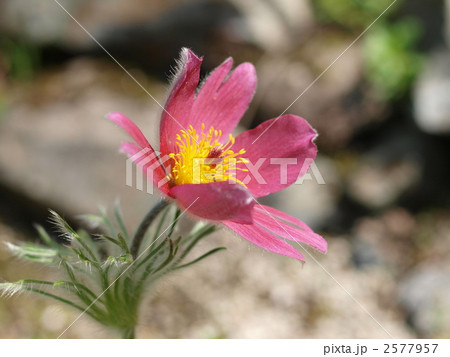 セイヨウオキナグサの花 2577957