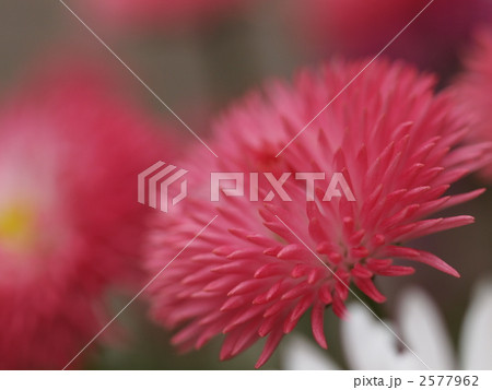 デージーの花 デージーの花 2577962