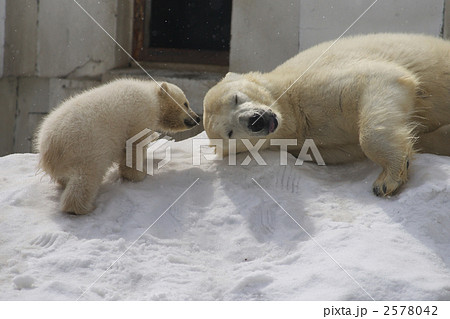 円山動物園のシロクマ 円山動物園のシロクマ 2578042