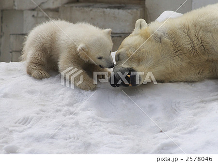 円山動物園のシロクマ 2578046