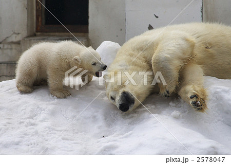 円山動物園のシロクマ 円山動物園のシロクマ 2578047