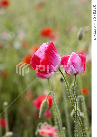 ポピー 2578220