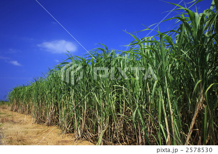 沖縄 波照間島のさとうきび畑 沖縄 波照間島のさとうきび畑 2578530
