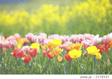 チューリップ畑 チューリップ畑 2578547