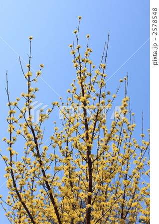 サンシュユ サンシュユ 2578548