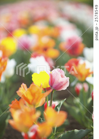 チューリップ畑 チューリップ畑 2578549
