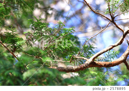 樹木 サワラ ヒノキ科 の写真素材