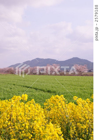 桜並木道 2579188