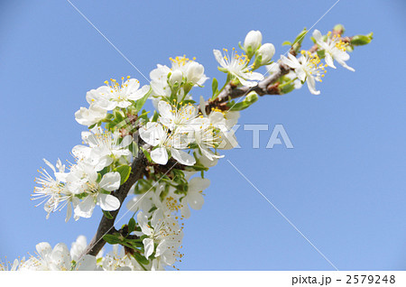 プルーンの花 2579248