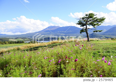 愛妻の丘のコスモス畑 2579465